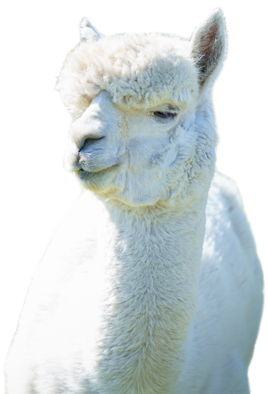 Alpaca A white alpaca at Pathways